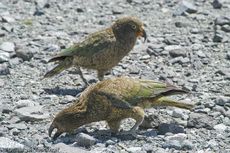 Kea (8 von 19).jpg